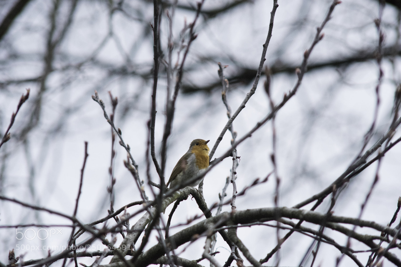 Nikon D810 sample photo. Robin in regent's park photography