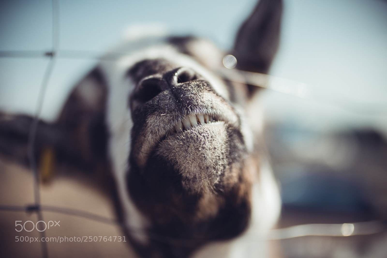 Canon EOS 700D (EOS Rebel T5i / EOS Kiss X7i) sample photo. Smiling goat photography
