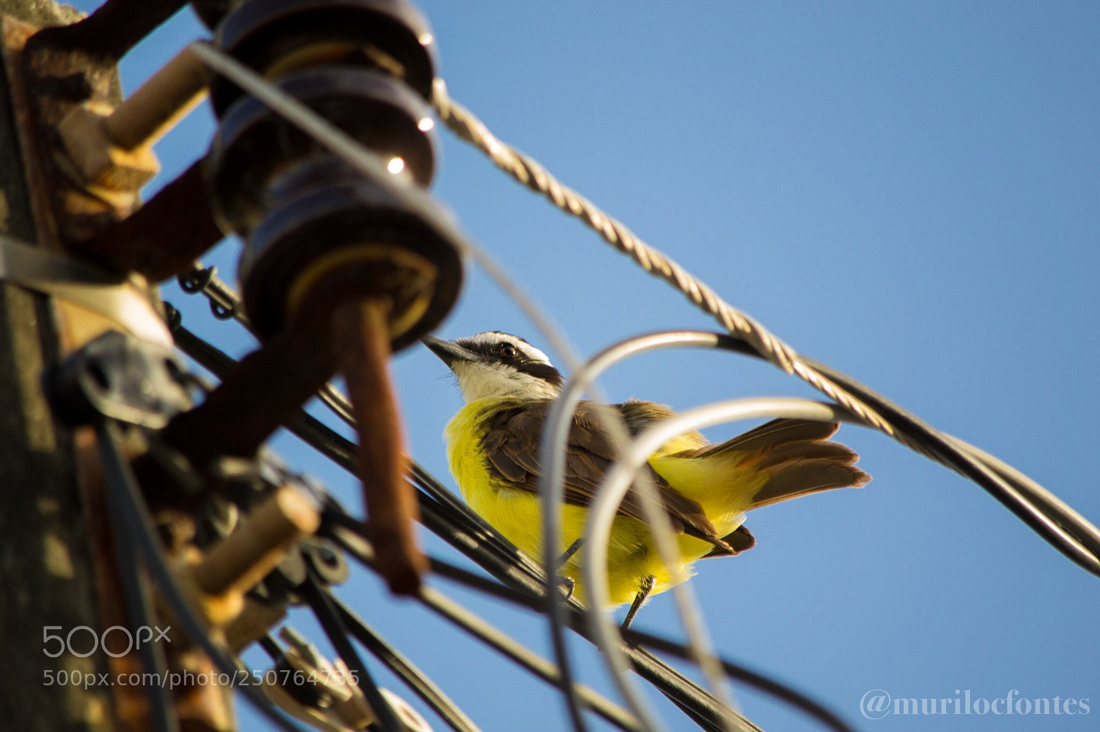 Nikon D3100 sample photo. Bem-te-vi photography