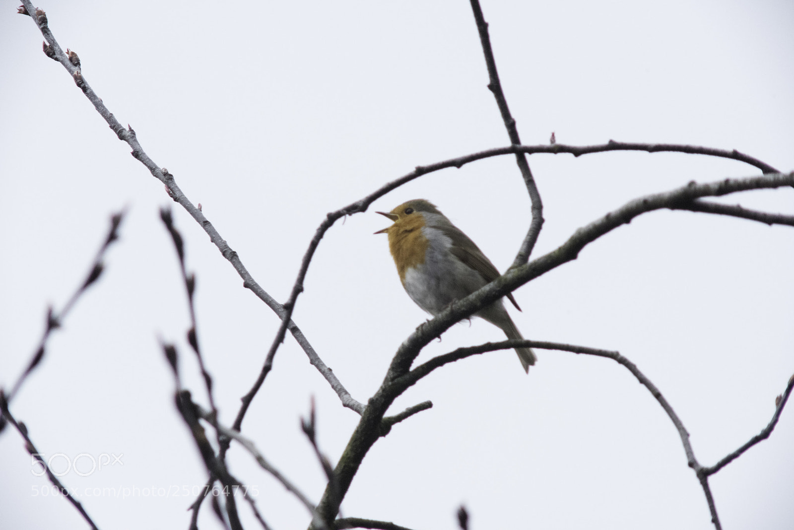 Nikon D810 sample photo. Robin in regent's park photography