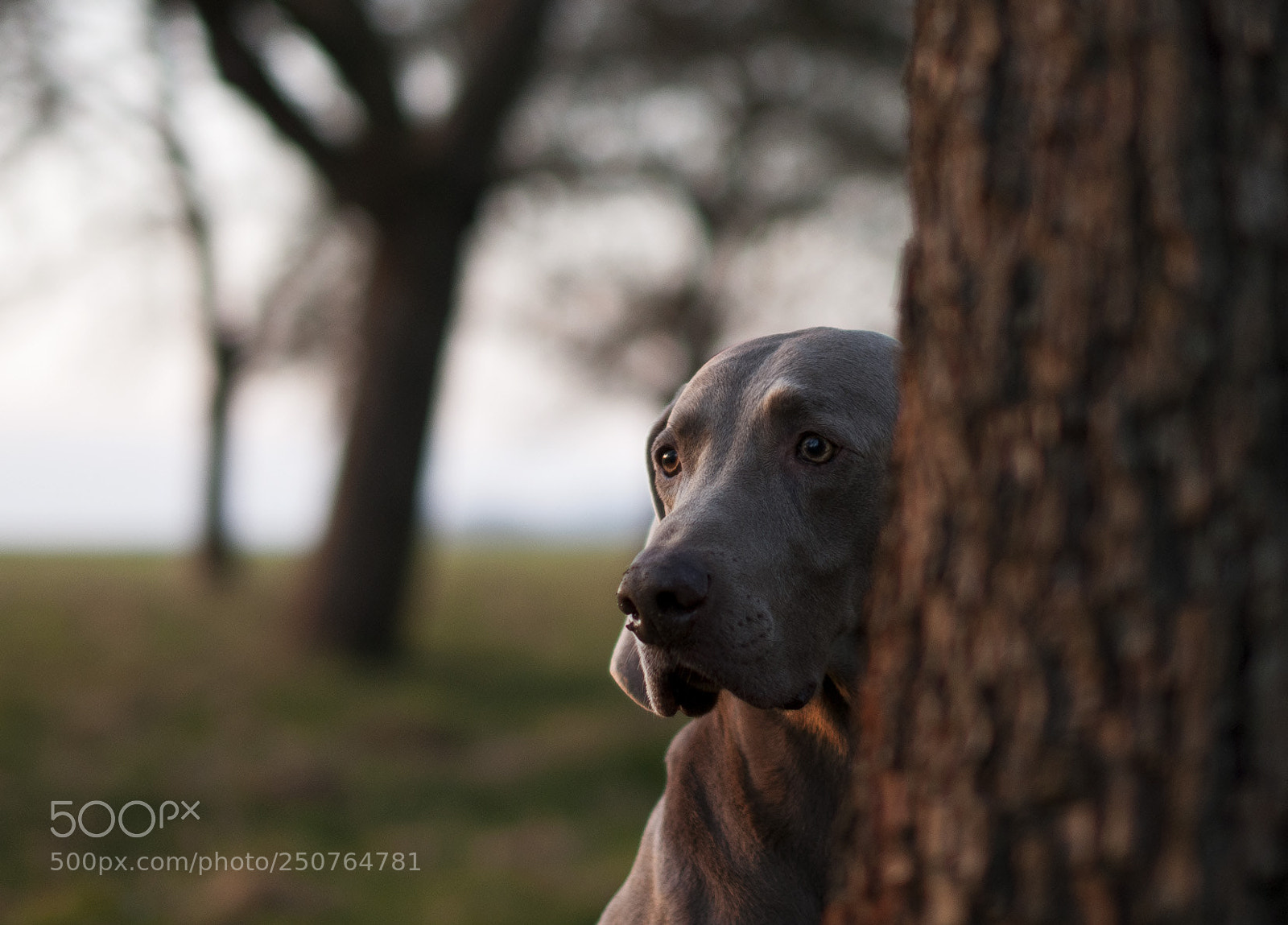 Nikon D300 sample photo. Bogi photography
