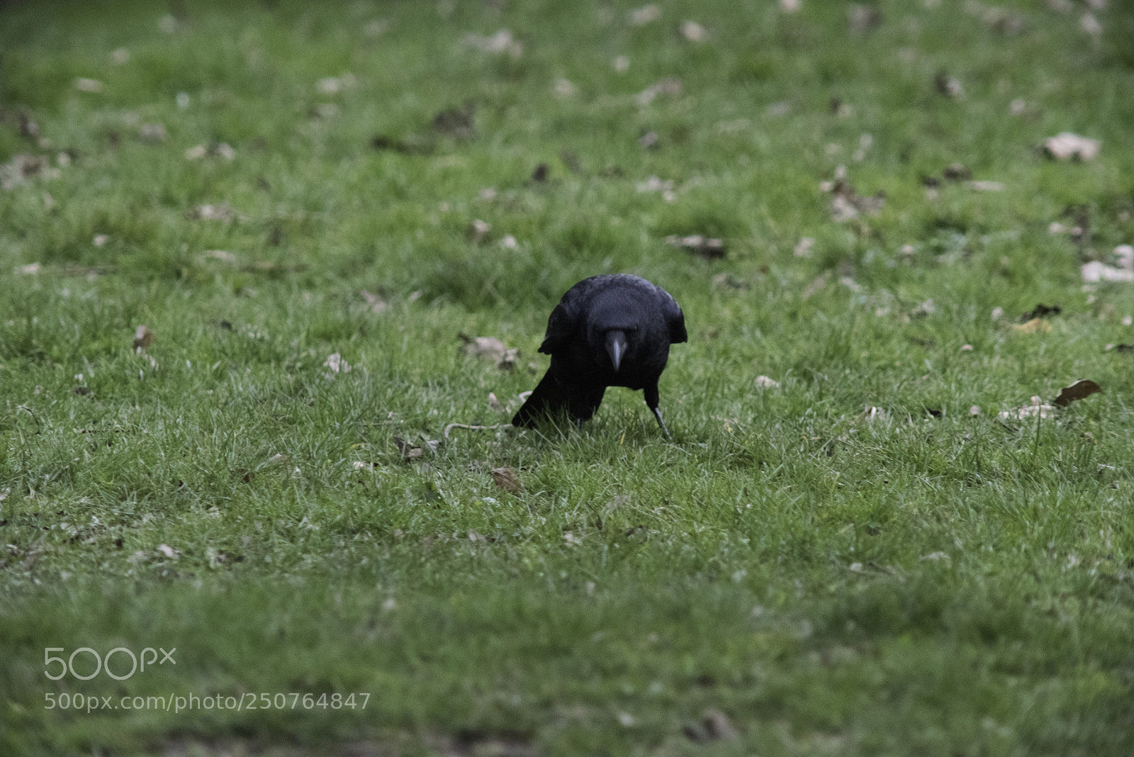 Nikon D810 sample photo. Crow photography