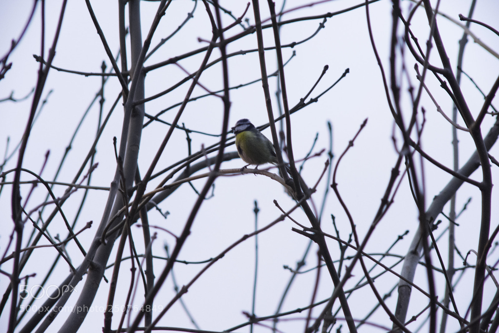Nikon D810 sample photo. Blue tit photography