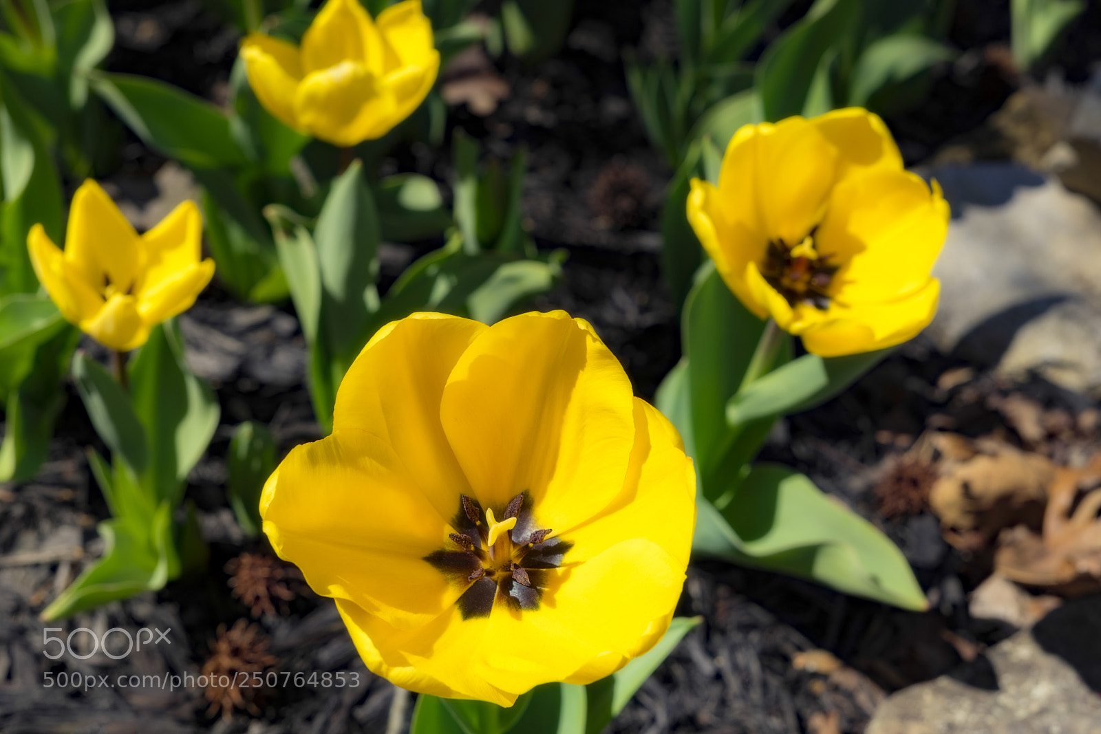 Sony a7 II sample photo. Tulips in bloom photography
