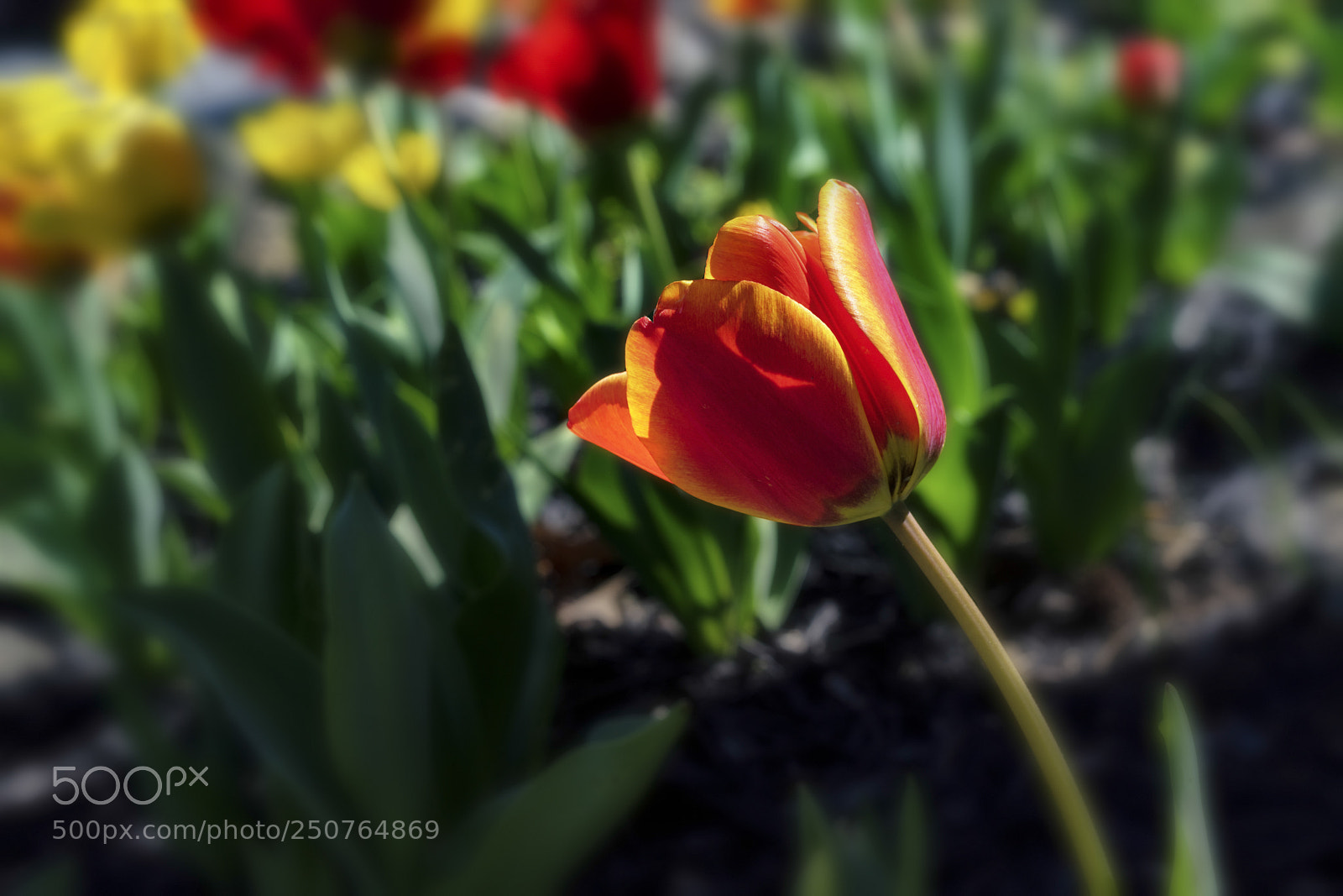 Sony a7 II sample photo. Tulips in bloom photography