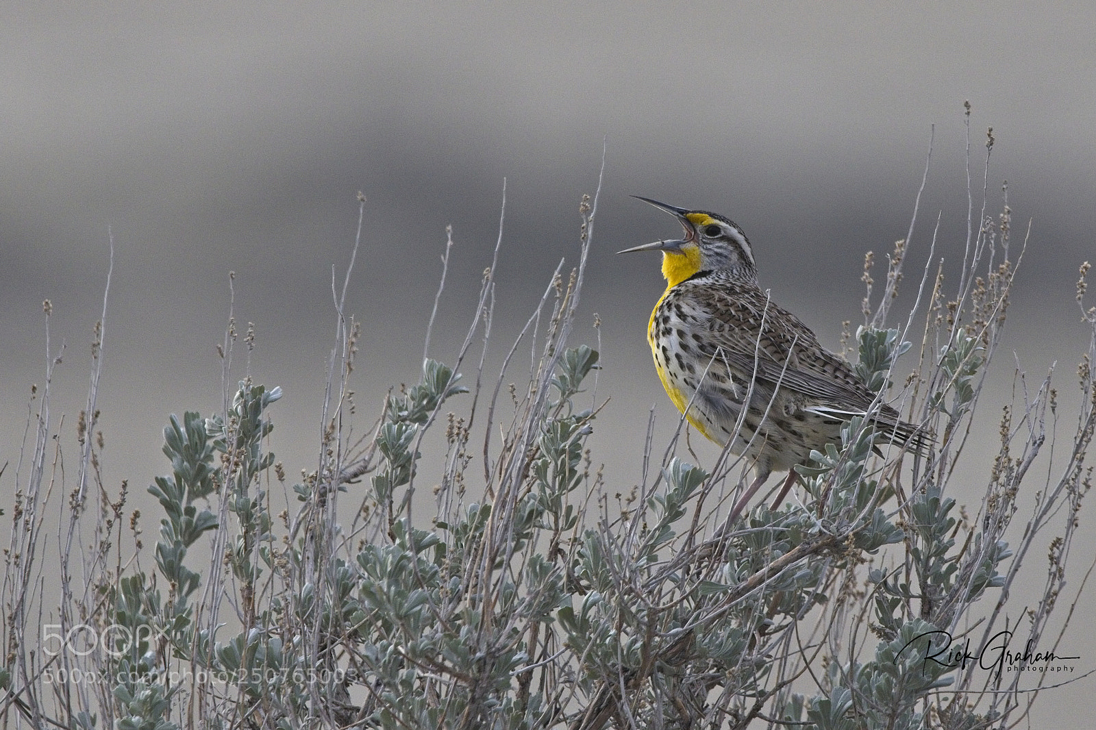 Canon EOS 80D sample photo. Western meadowlark singing its photography