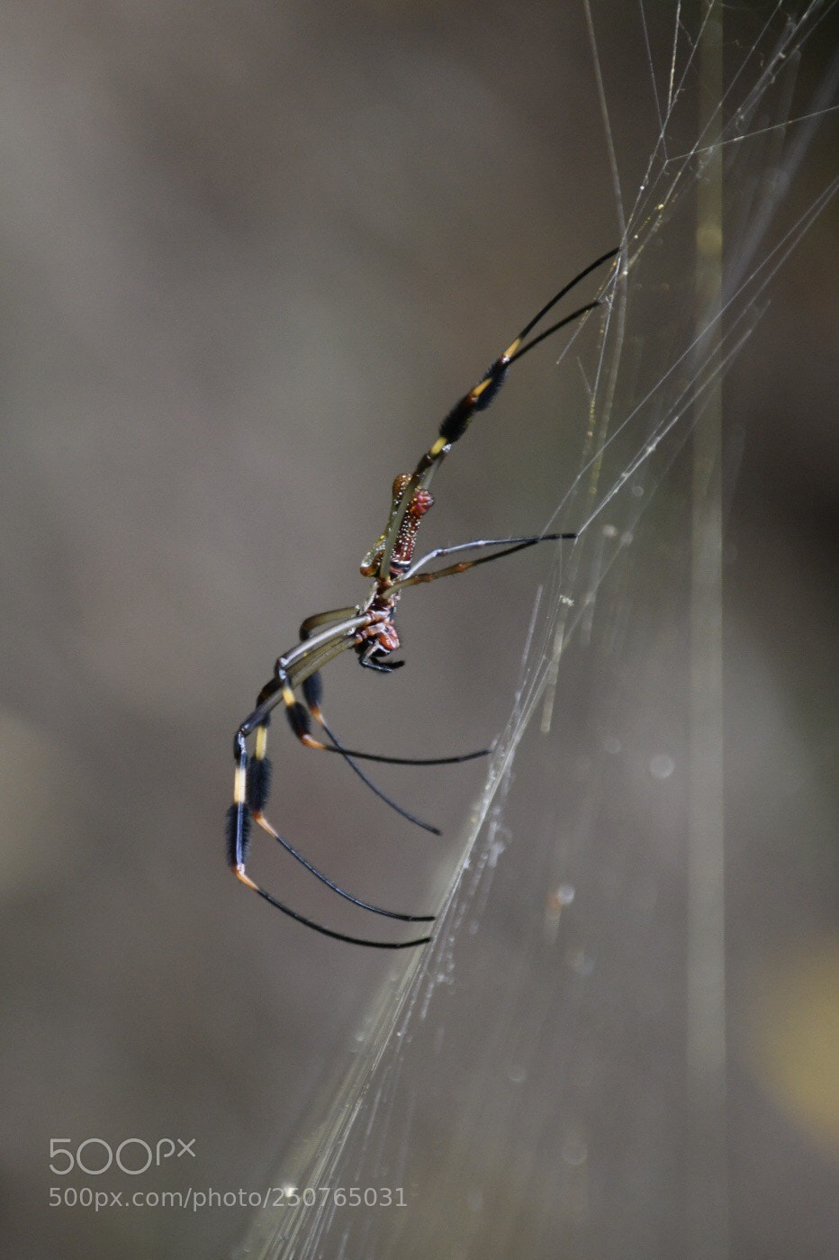 Nikon D7500 sample photo. Spider in  costa rica photography