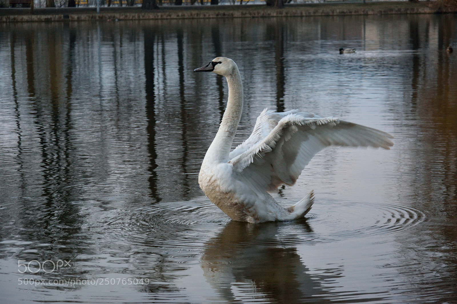 Nikon D3300 sample photo. Swan 2 photography