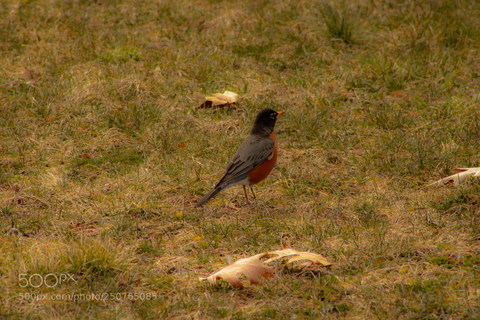 Canon EOS 750D (EOS Rebel T6i / EOS Kiss X8i) sample photo. Orange and green photography