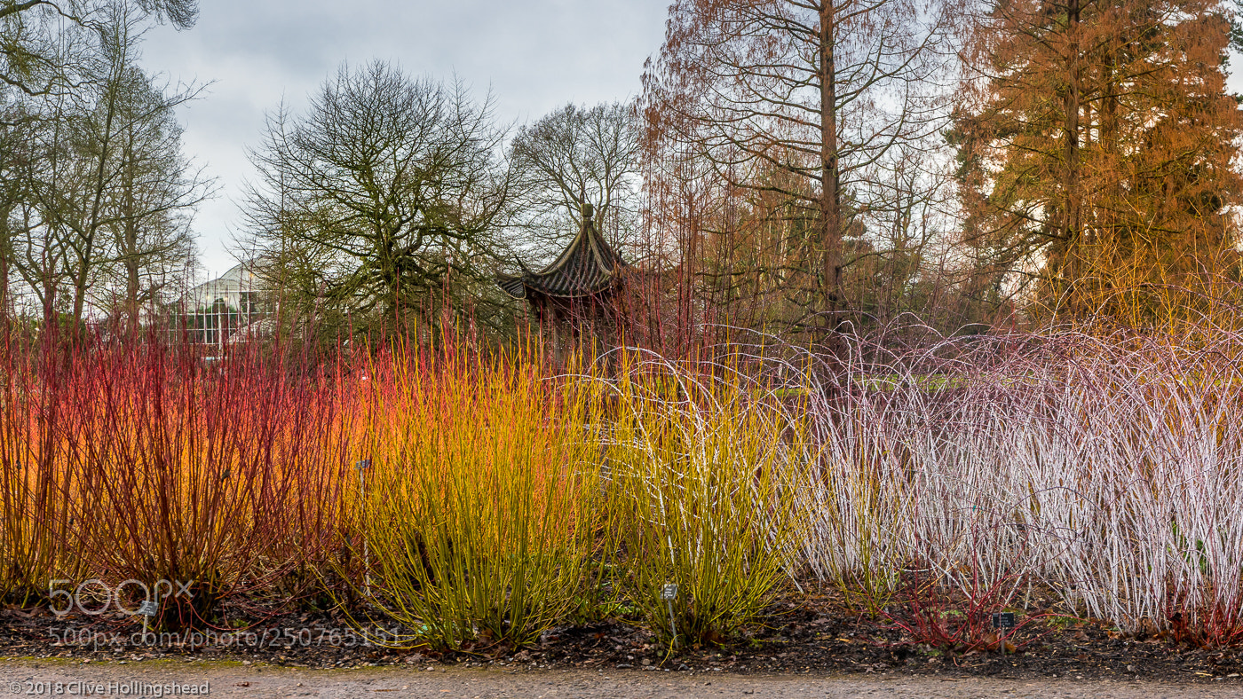 Canon EOS 7D Mark II sample photo. The colours of wisley photography