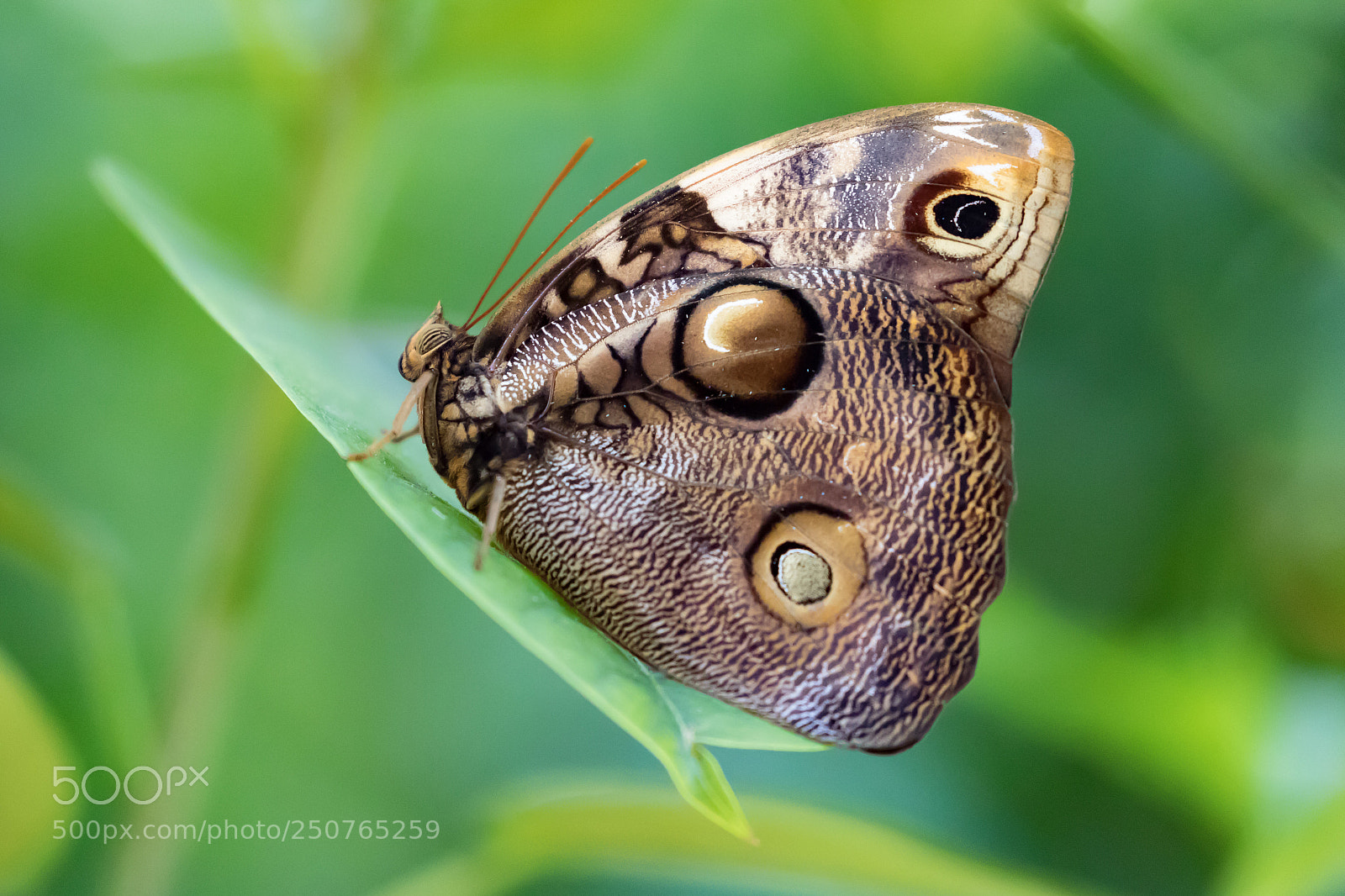 Canon EOS 5D Mark IV sample photo. Giant owl butterfly photography