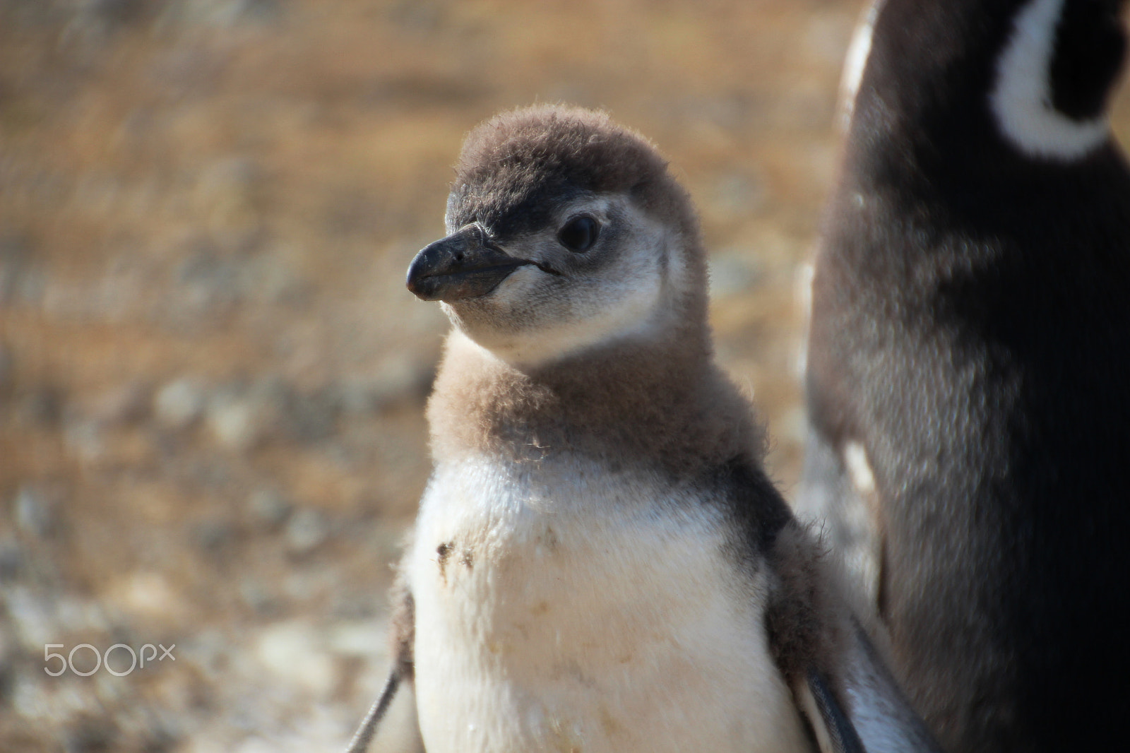 Canon EOS 600D (Rebel EOS T3i / EOS Kiss X5) sample photo. Magellanic penguin baby photography