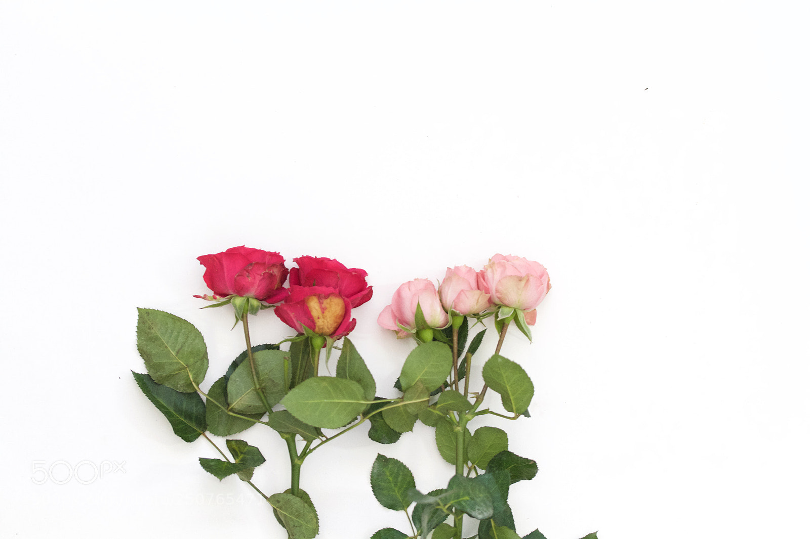 Canon EOS 7D sample photo. Pink roses photography