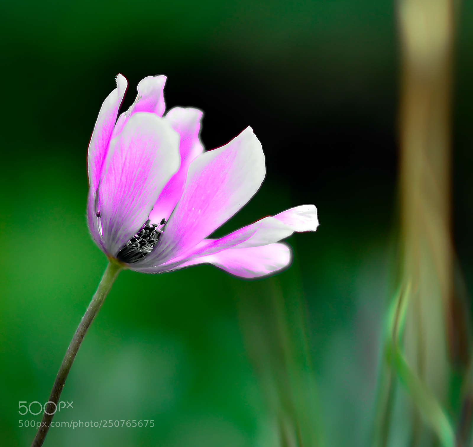 Nikon D800 sample photo. Sunday morning photography