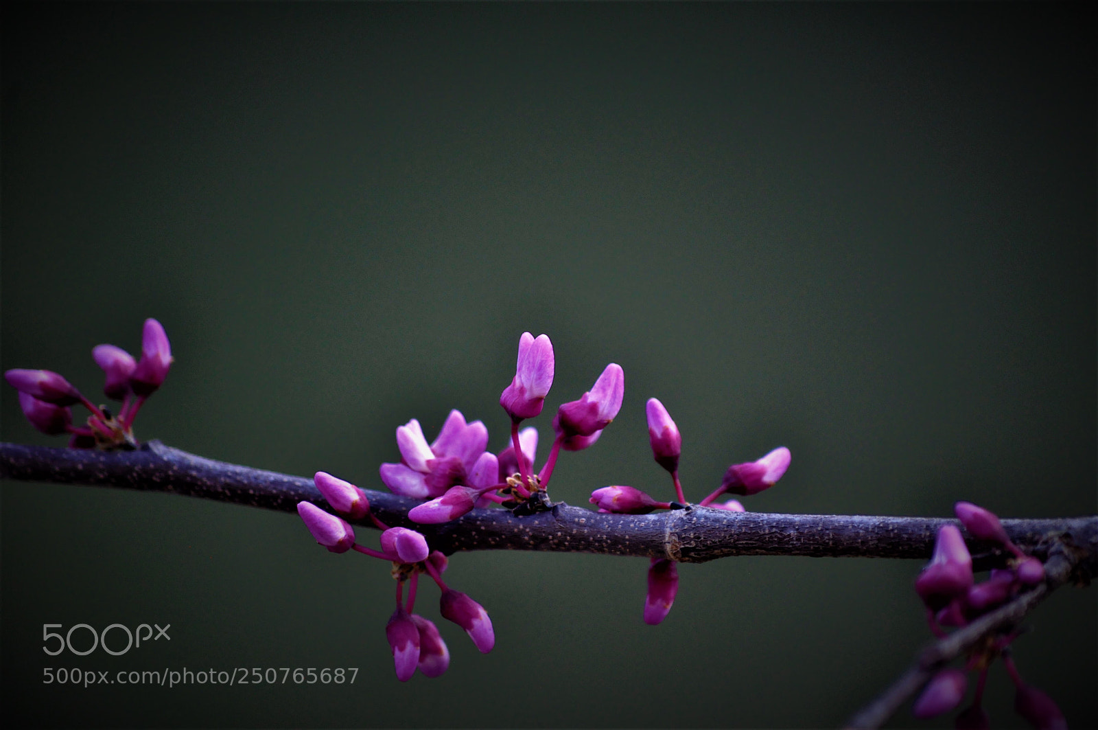 Nikon D90 sample photo. Untitled photography