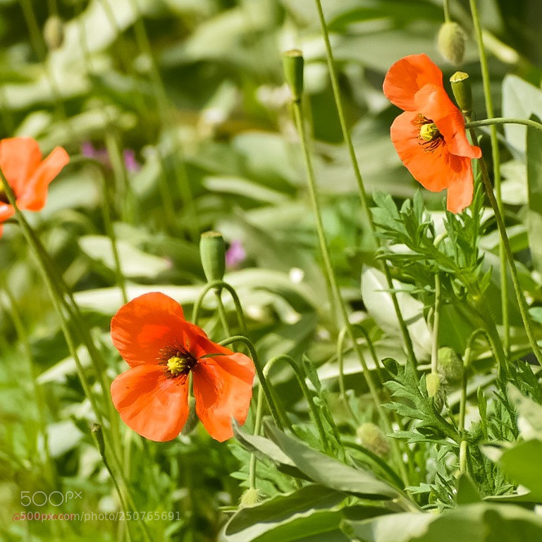 Nikon D5300 sample photo. Pretty poppy photography