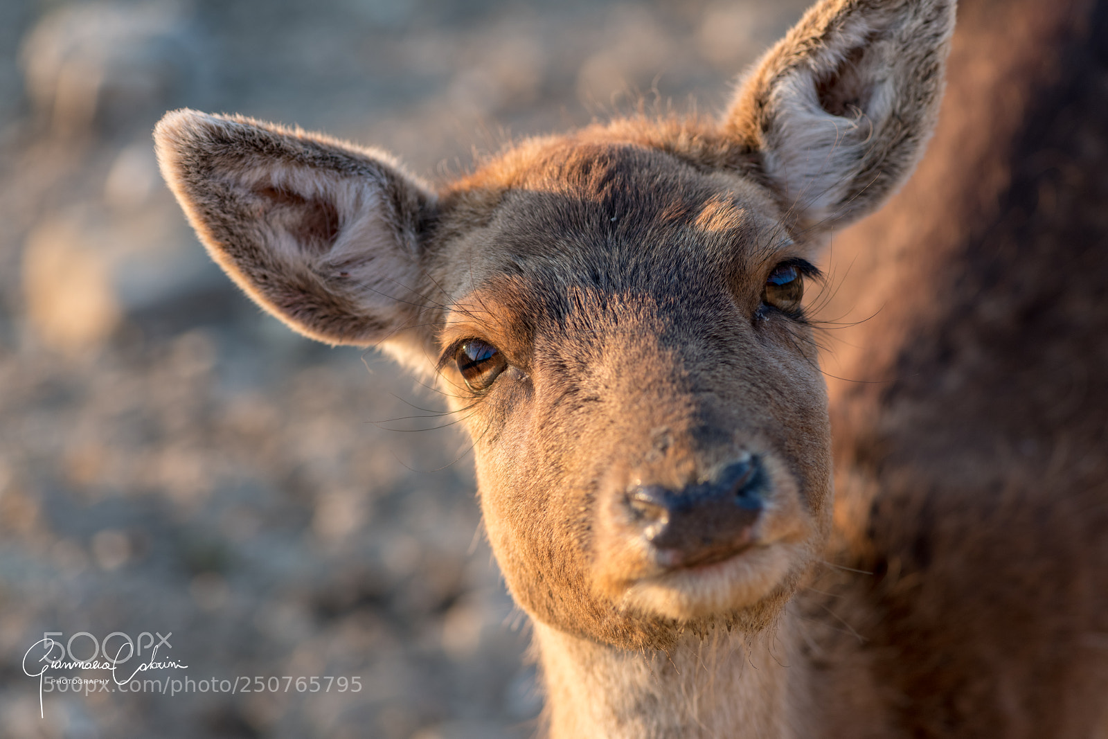 Nikon D850 sample photo. Portrait photography