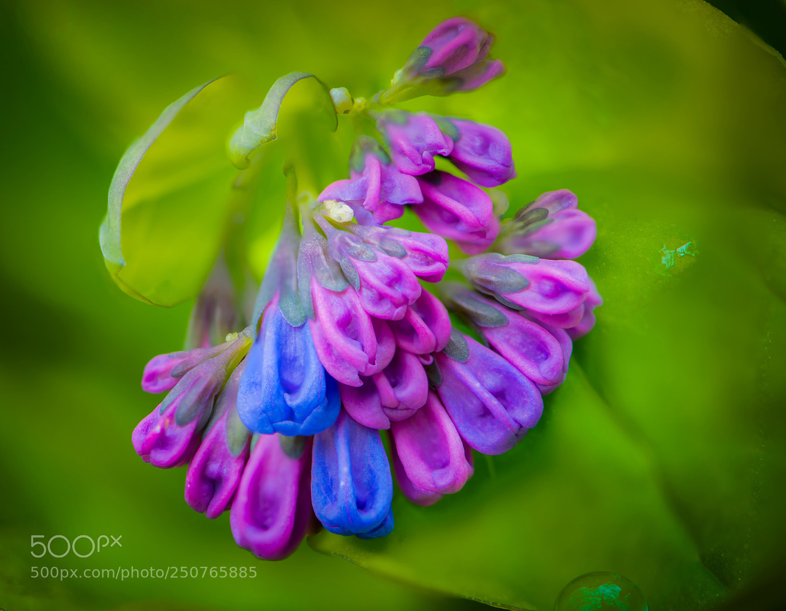 Nikon D850 sample photo. Spring colors photography