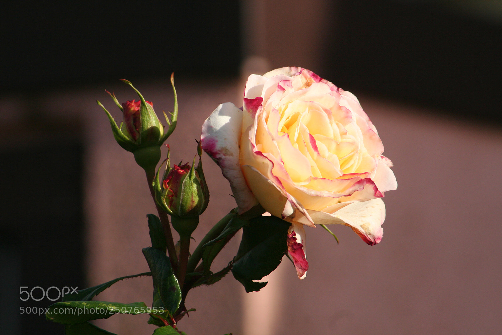 Canon EOS 350D (EOS Digital Rebel XT / EOS Kiss Digital N) sample photo. Rose photography