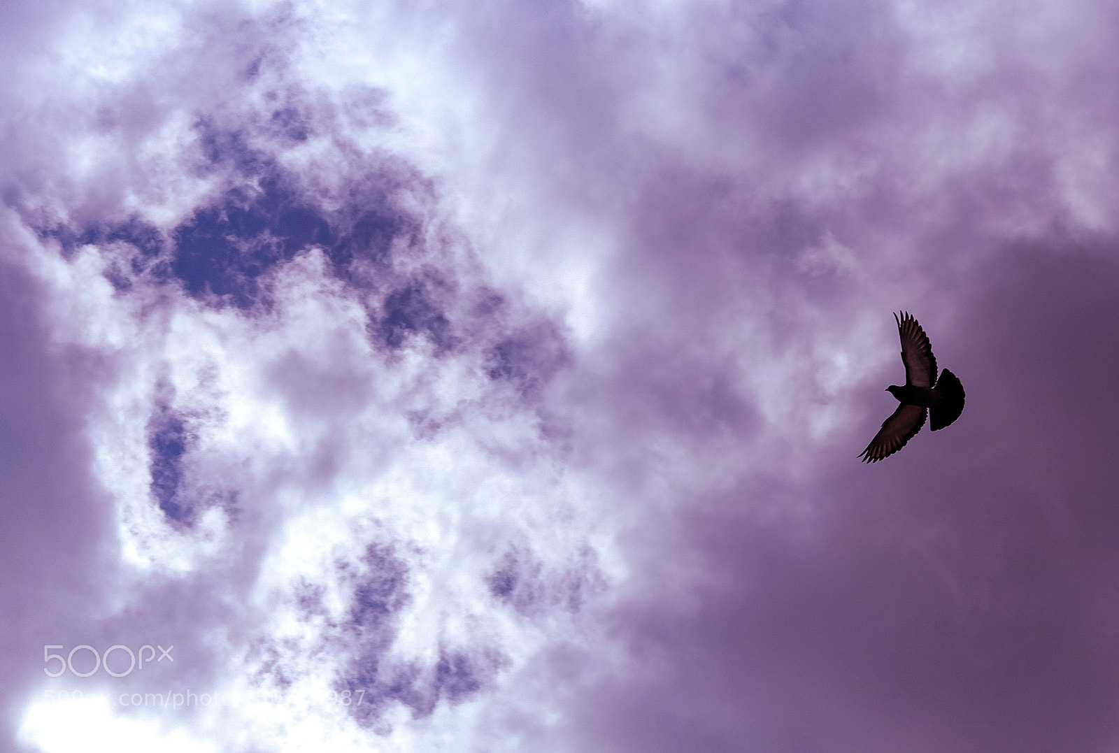 Fujifilm X-T20 sample photo. Pigeon silhouette photography