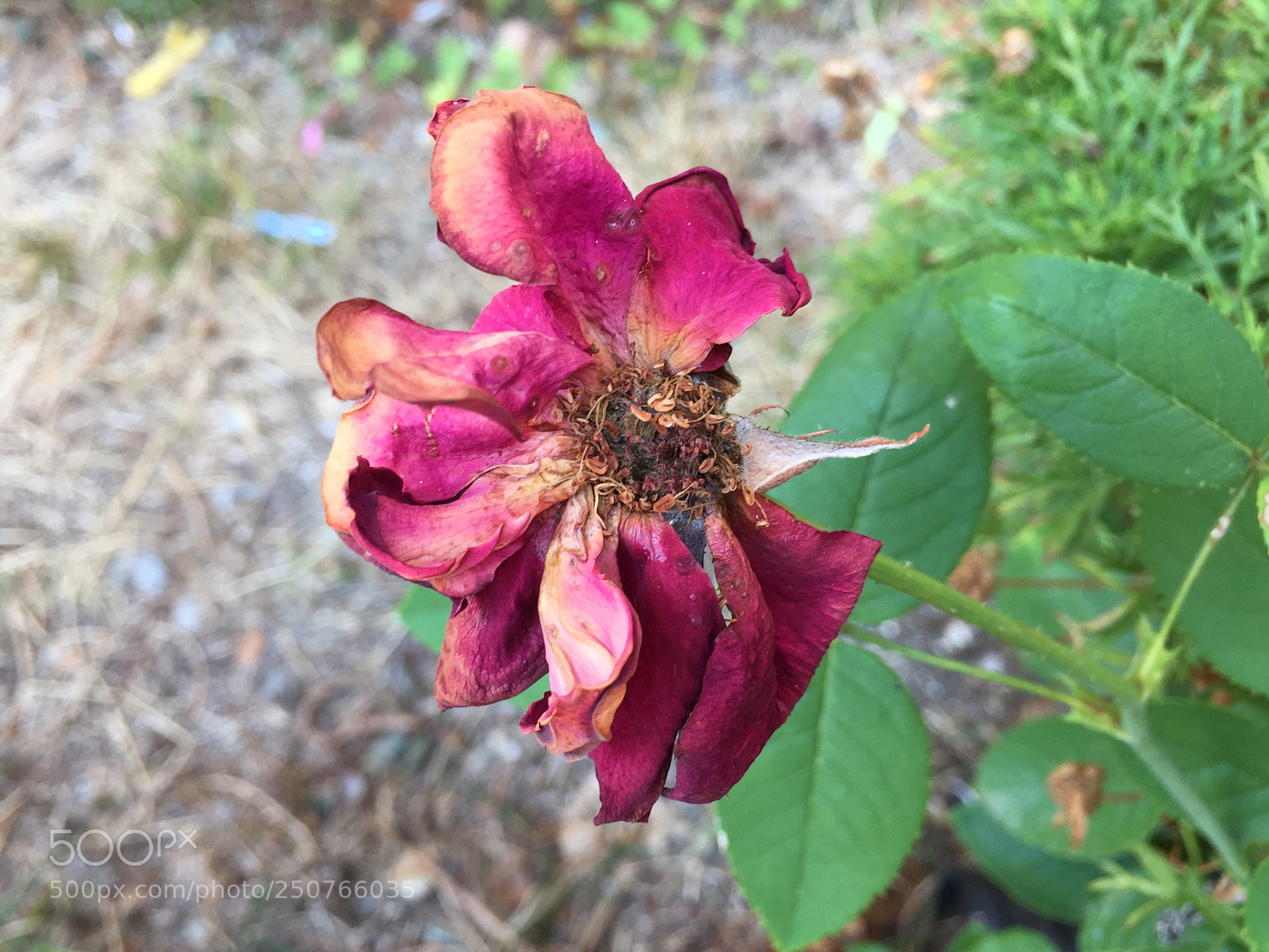 Apple iPhone 6 sample photo. Untitled photography