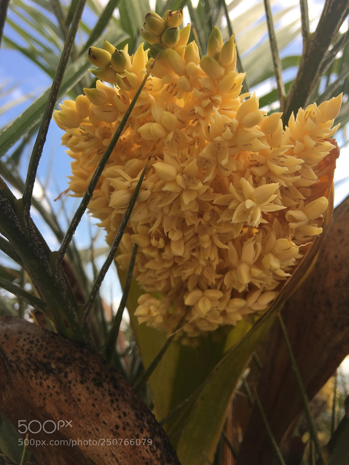 Apple iPhone 6s sample photo. Untitled photography