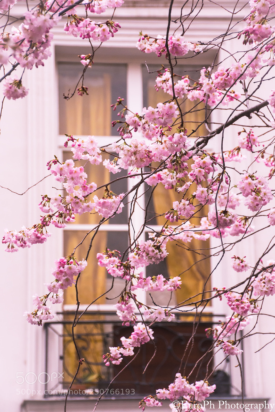 Nikon D7100 sample photo. (1) spring 2018 photography