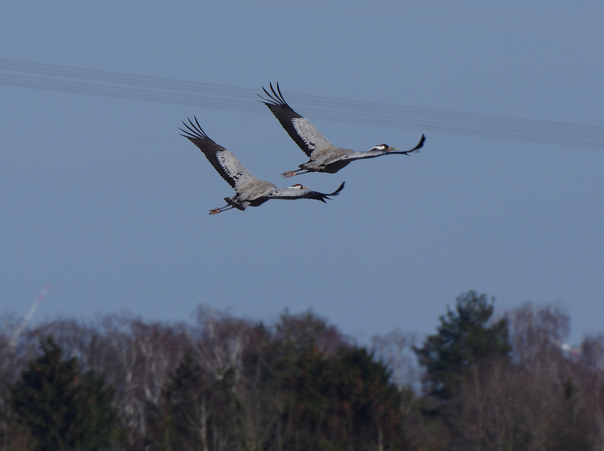 Pentax K-3 II sample photo. Cranes / kraniche photography