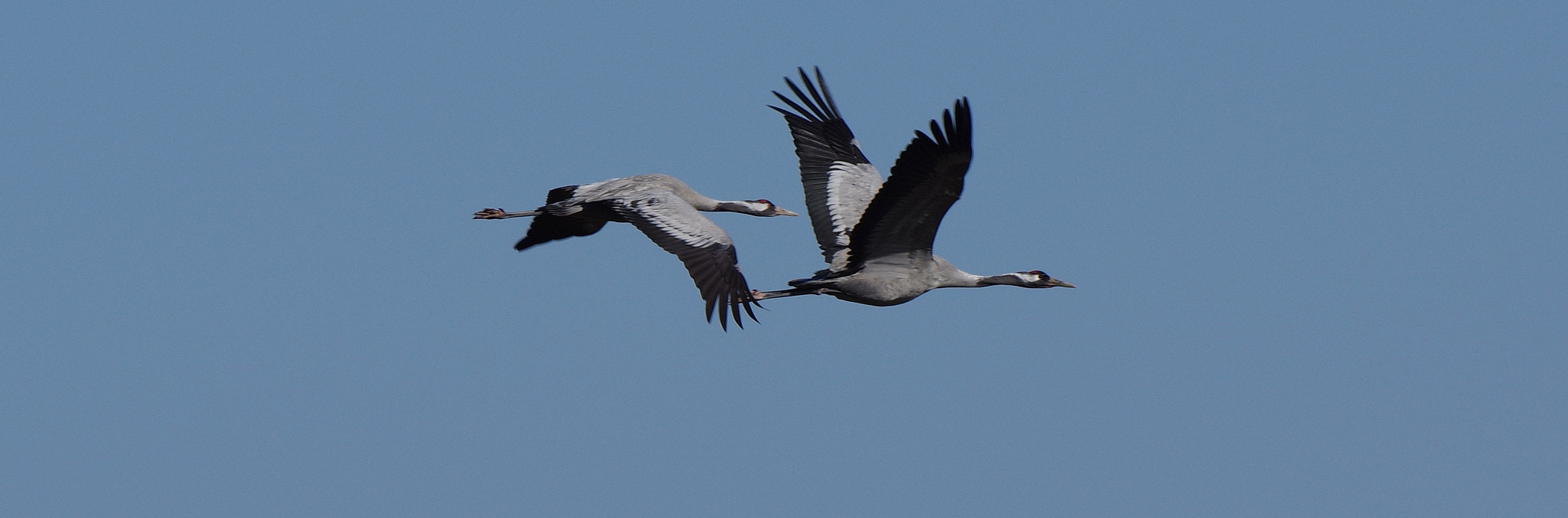 Pentax K-3 II sample photo. Cranes / kraniche photography