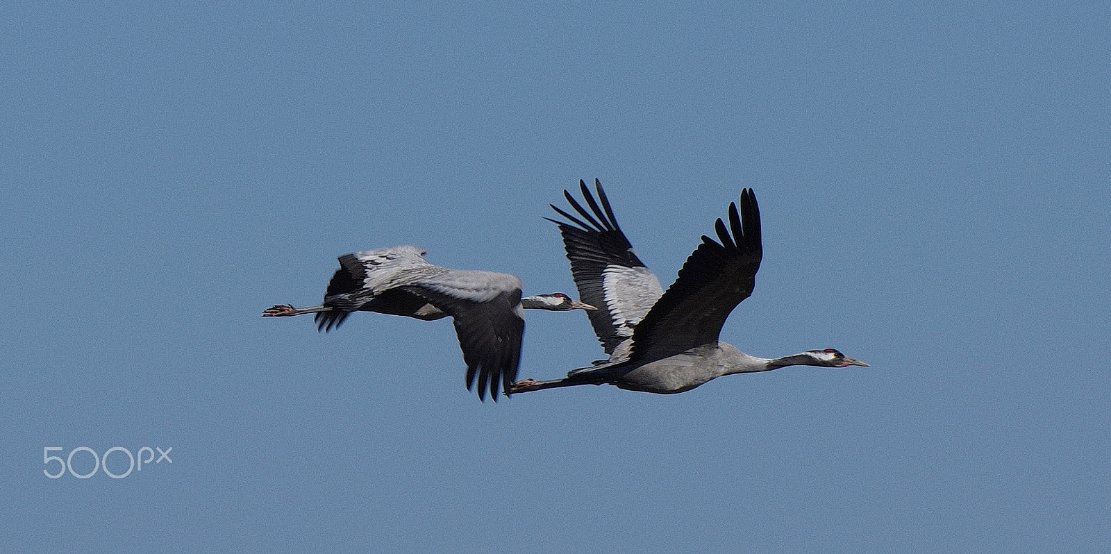 Pentax K-3 II sample photo. Cranes / kraniche photography