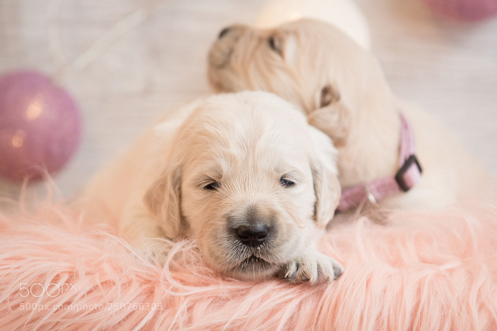Canon EOS 7D Mark II sample photo. Golden retriever puppies photography