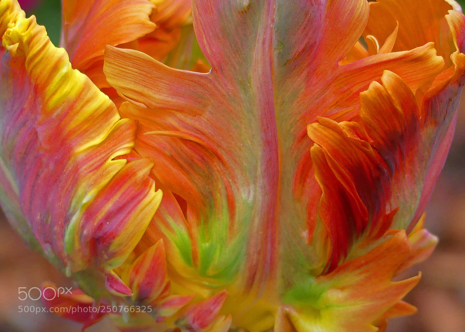 Panasonic Lumix DMC-FZ300 sample photo. Parrot tulip photography