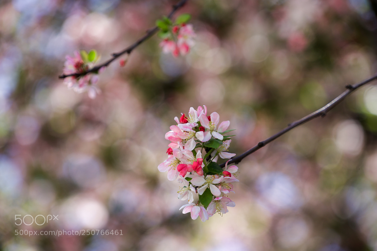 Sony a9 sample photo. Make it happen photography
