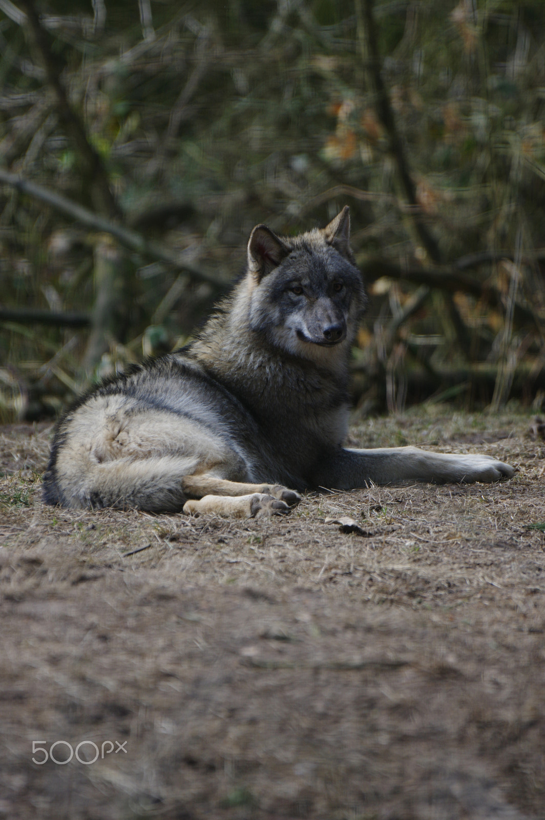 Pentax D FA 150-450mm F4.5-5.6 ED DC AW sample photo. Wolf photography