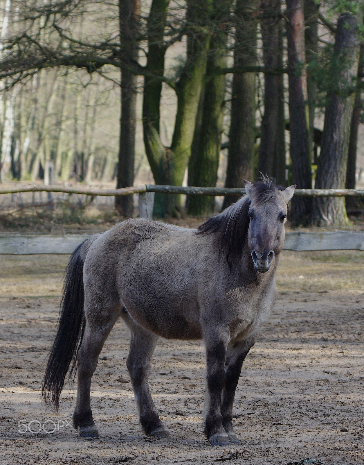 Pentax K-3 II sample photo. Horse photography