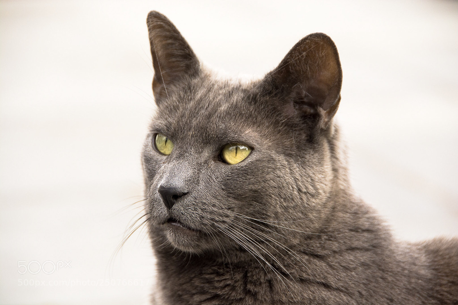 Nikon D7100 sample photo. Harry photography