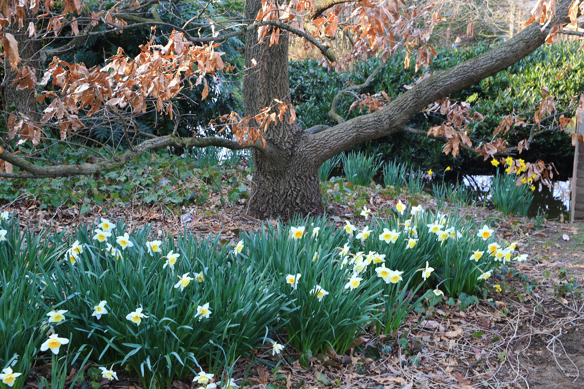 Canon EOS 6D + Canon EF 28-105mm f/3.5-4.5 USM sample photo. Narcissus photography