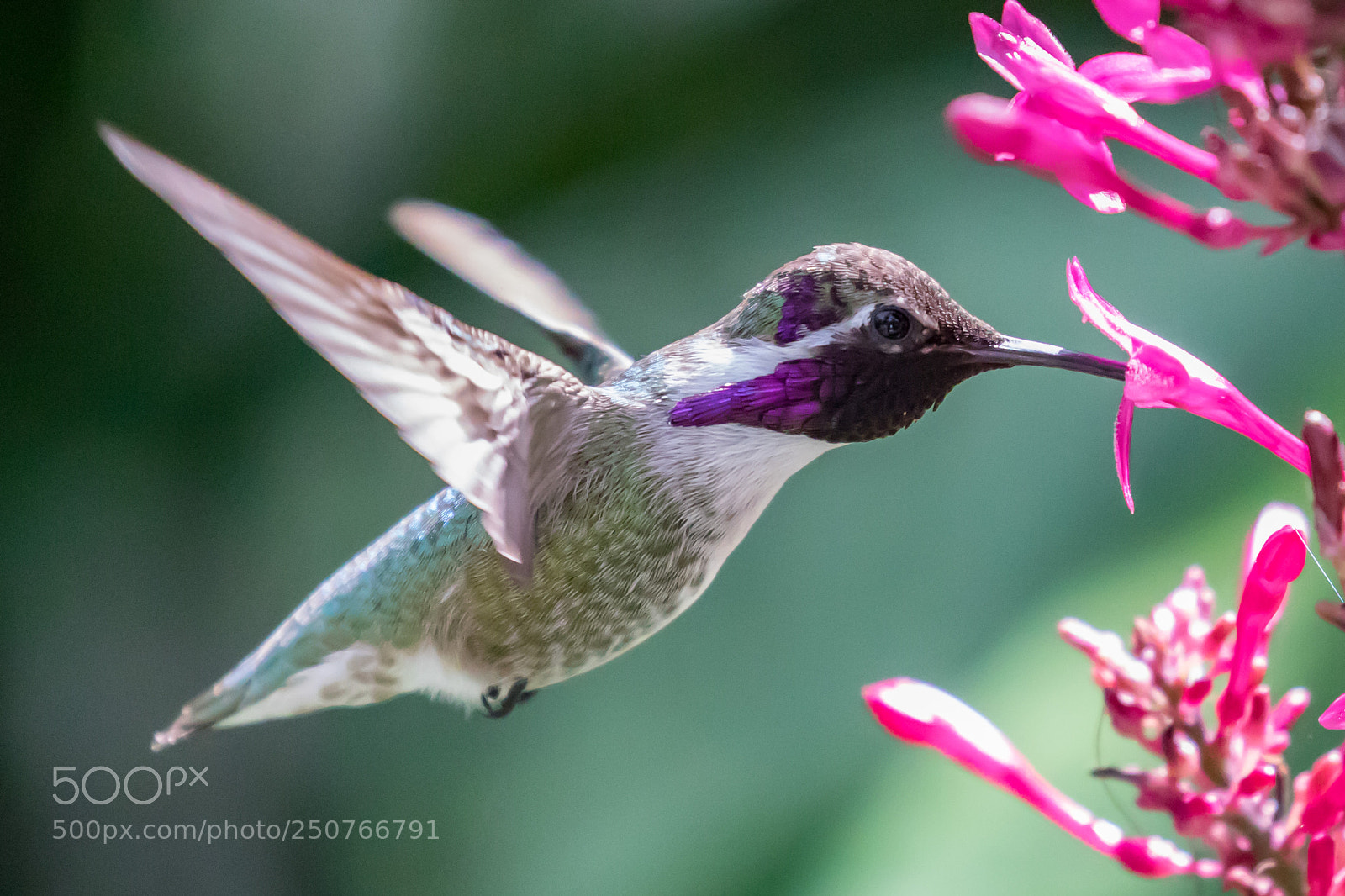 Canon EOS 5D Mark IV sample photo. Hummingbird photography