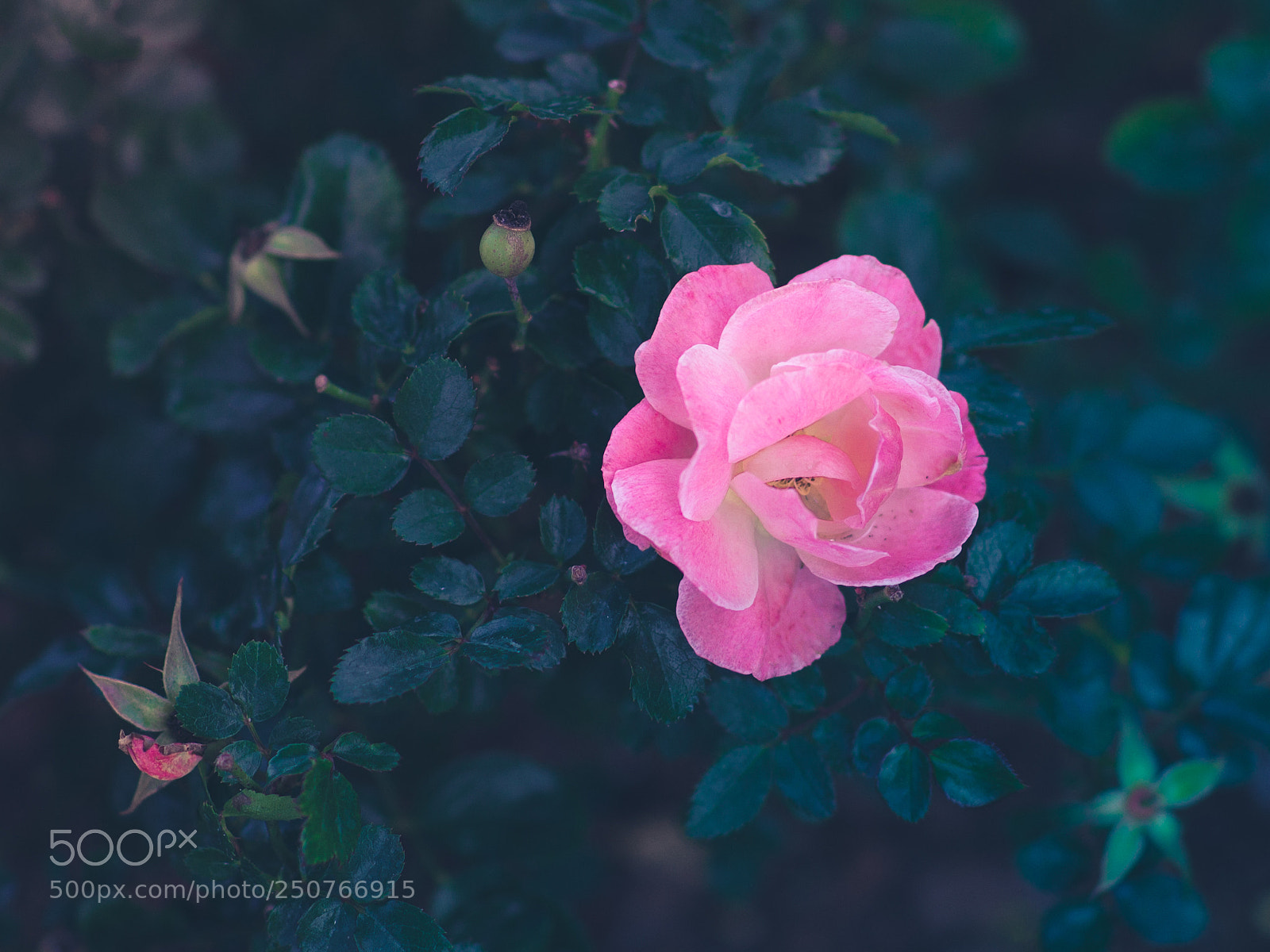 Sony a99 II sample photo. Pink flower photography