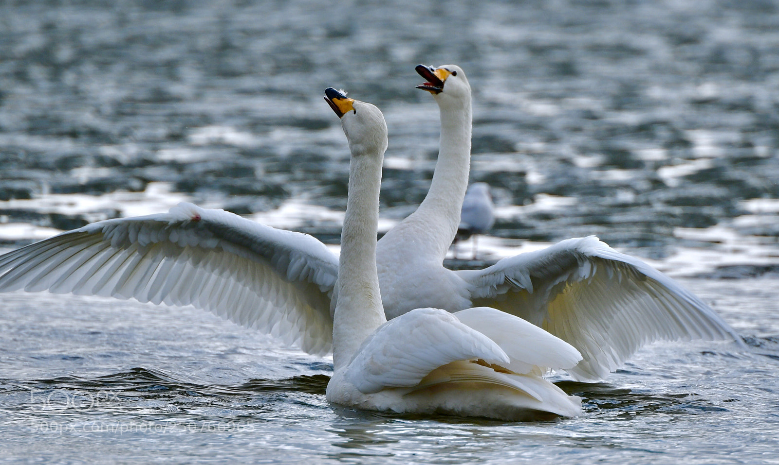 Nikon D850 sample photo. Dance of whooper swan photography