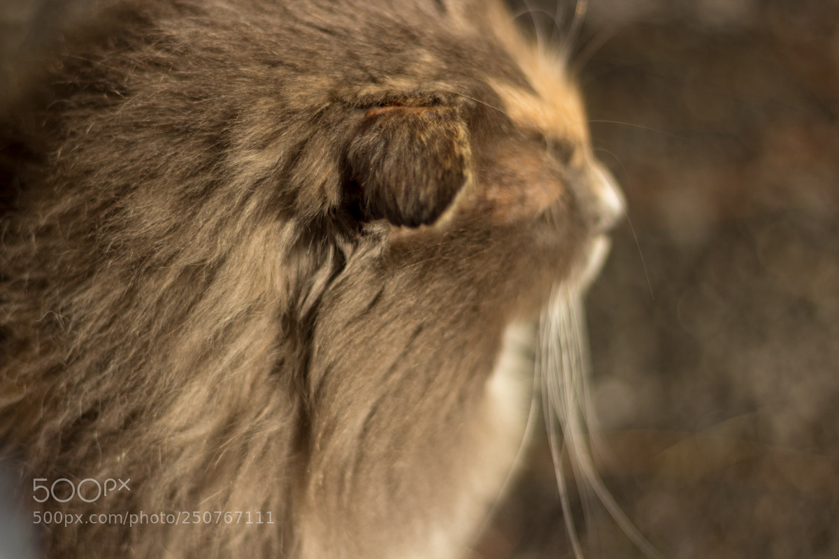 Canon EOS 600D (Rebel EOS T3i / EOS Kiss X5) sample photo. Grumpy & furious viii photography