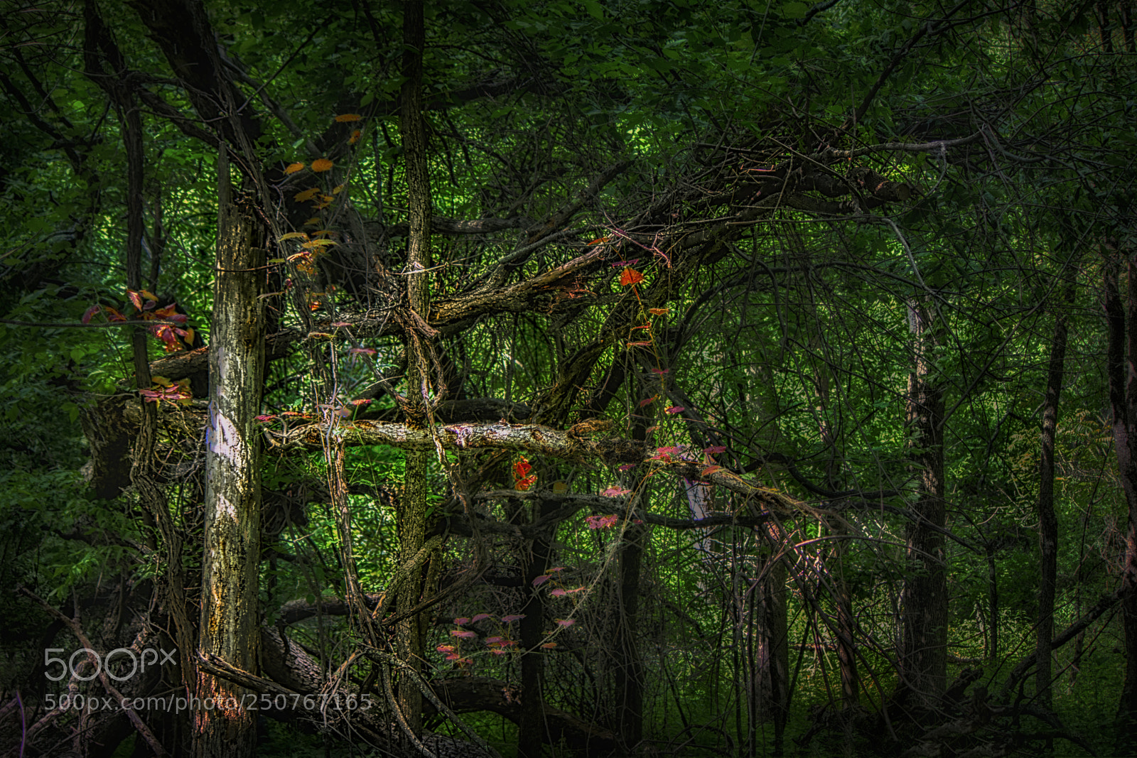 Canon EOS 70D sample photo. Tree down photography