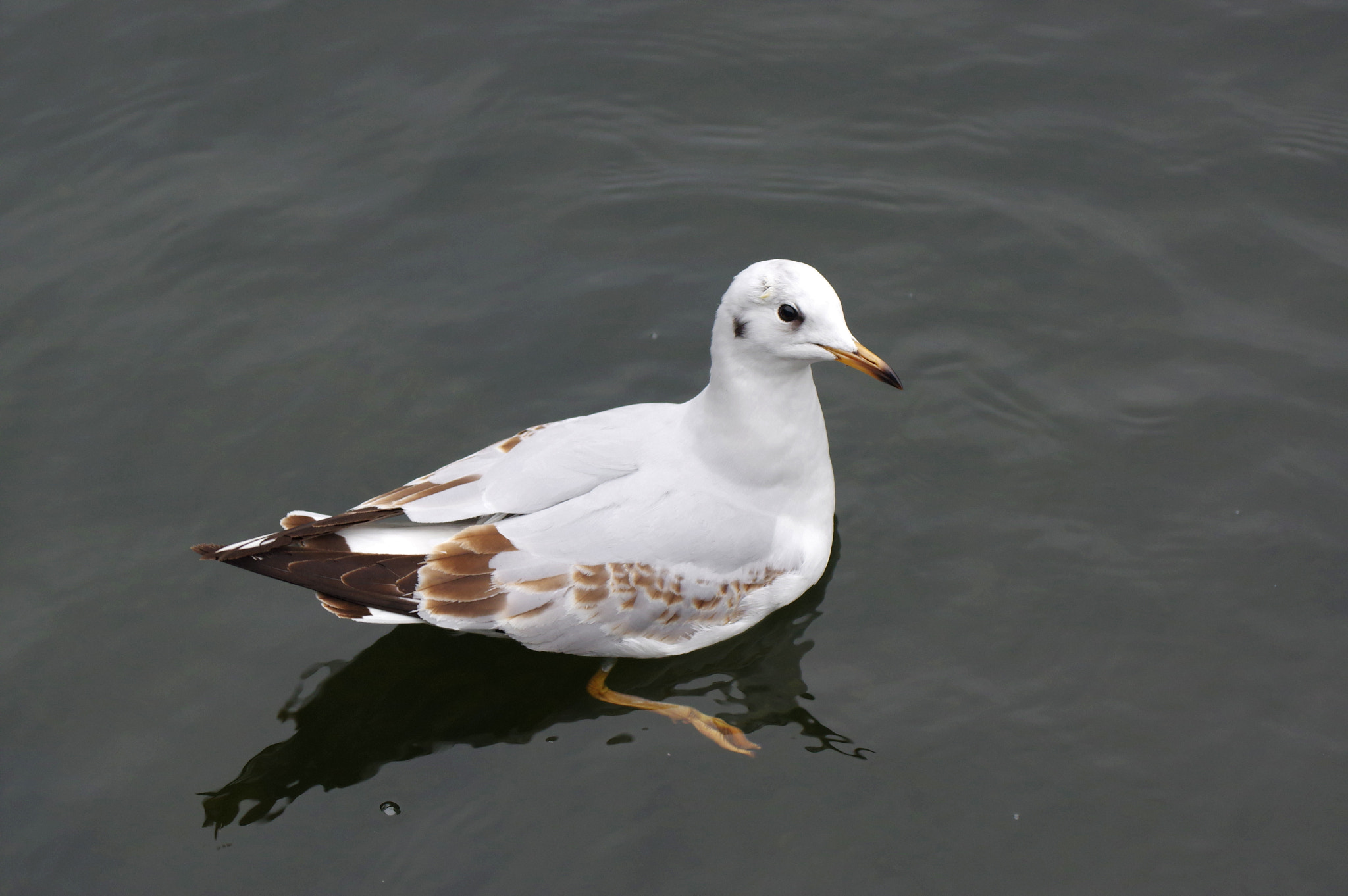 Pentax K-3 II sample photo. Sea-gull photography