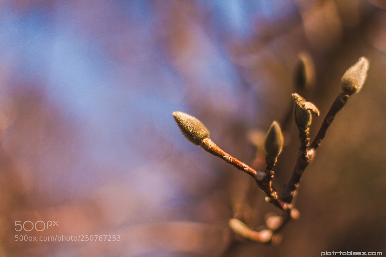 Canon EOS 7D sample photo. Spring. photography