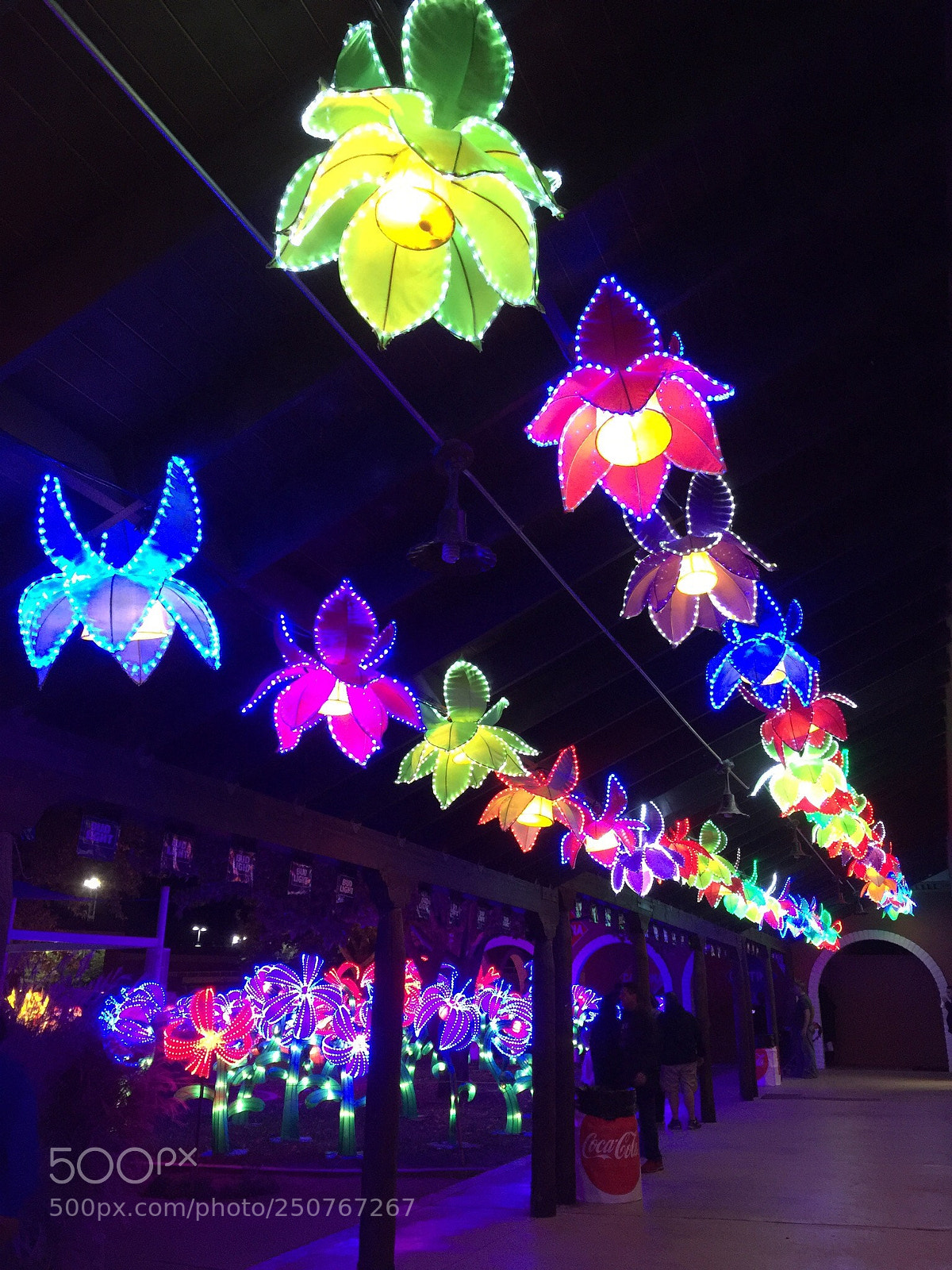 Apple iPhone 6 Plus sample photo. Lotus blossoms photography