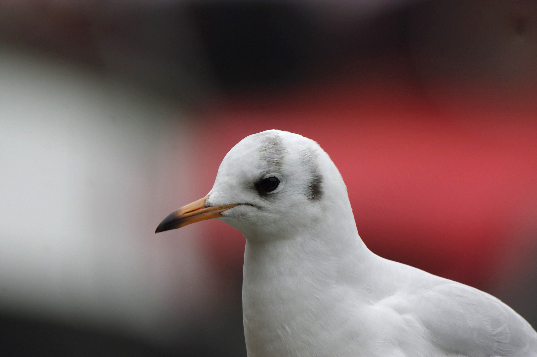 Pentax K-3 II sample photo. Sea-gull photography