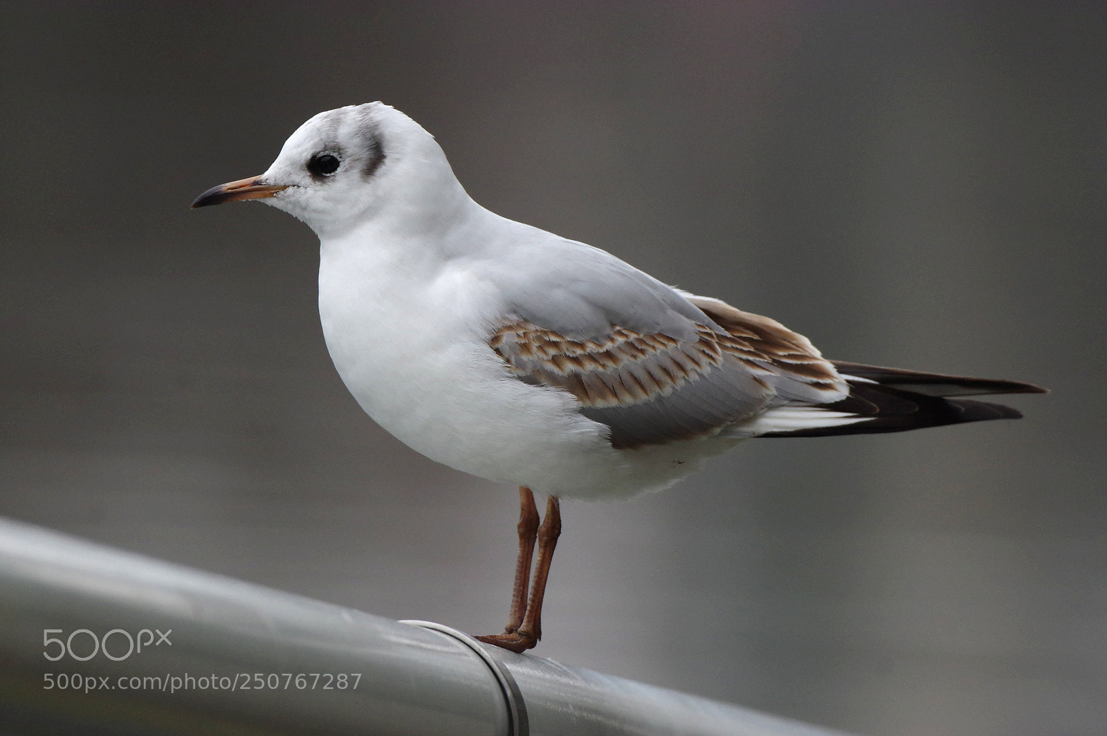 Pentax K-3 II sample photo. Sea-gull photography