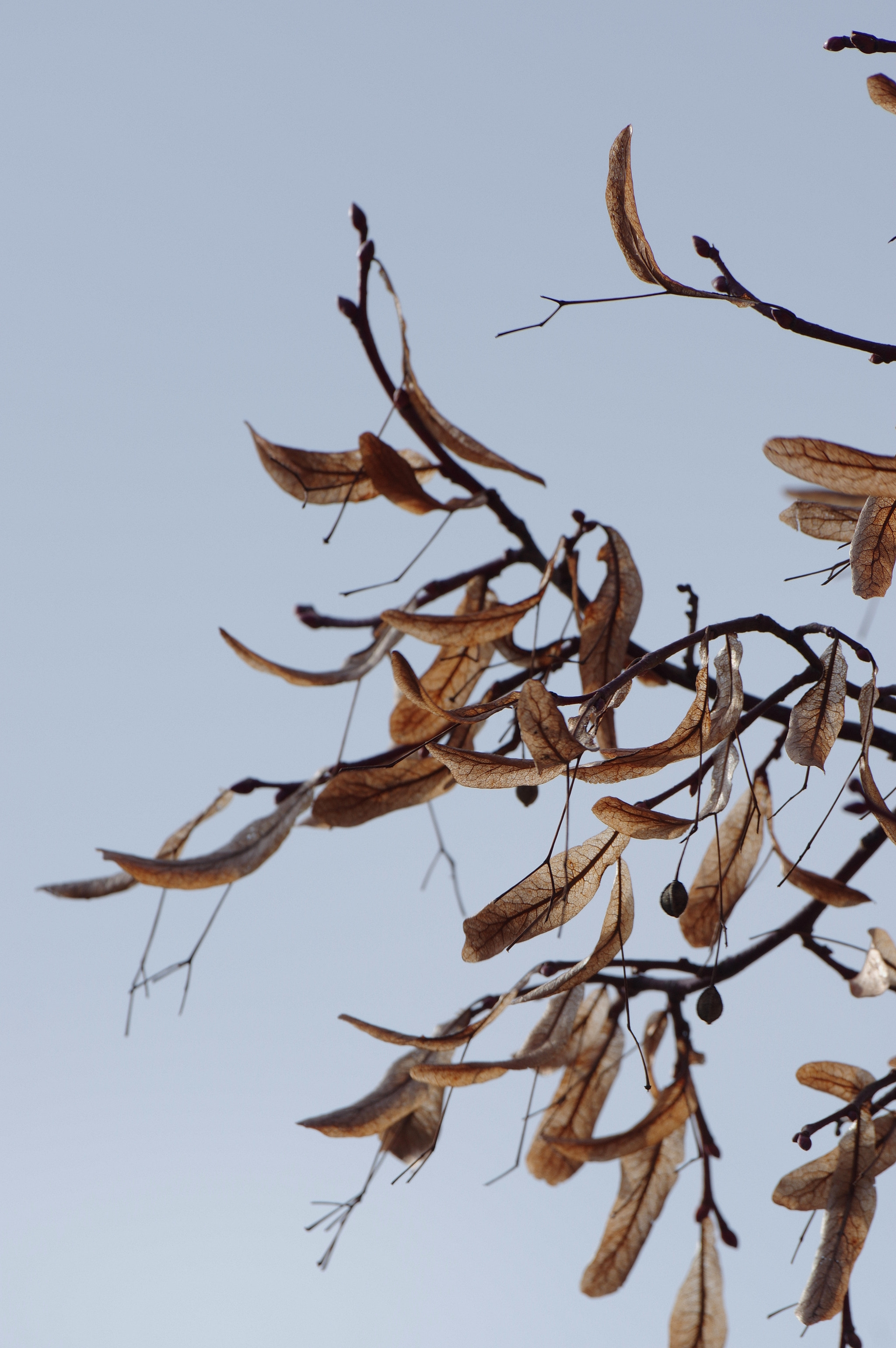Pentax K-3 II sample photo. Leaf photography