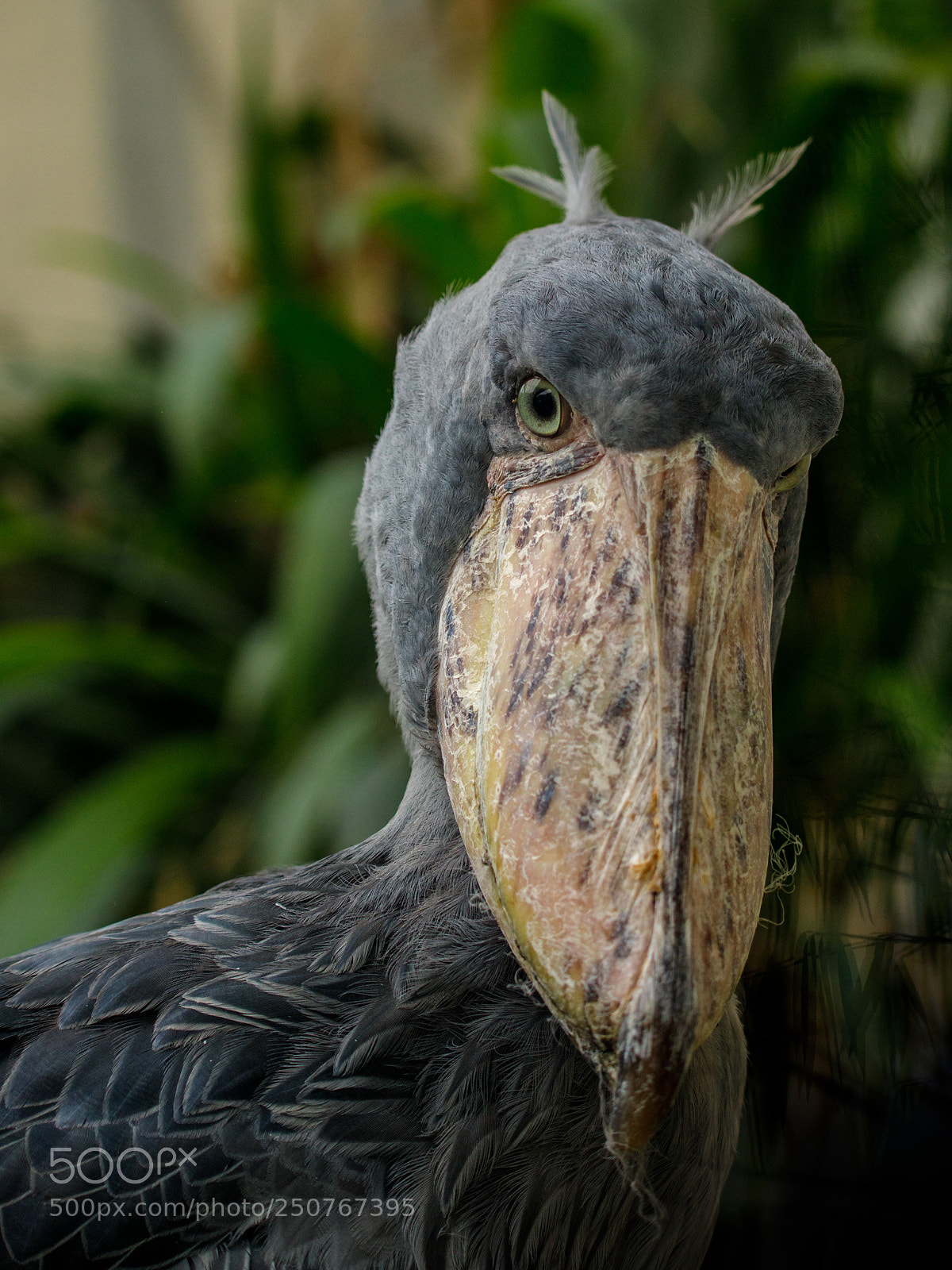 Canon EOS 6D Mark II sample photo. Shoebill photography