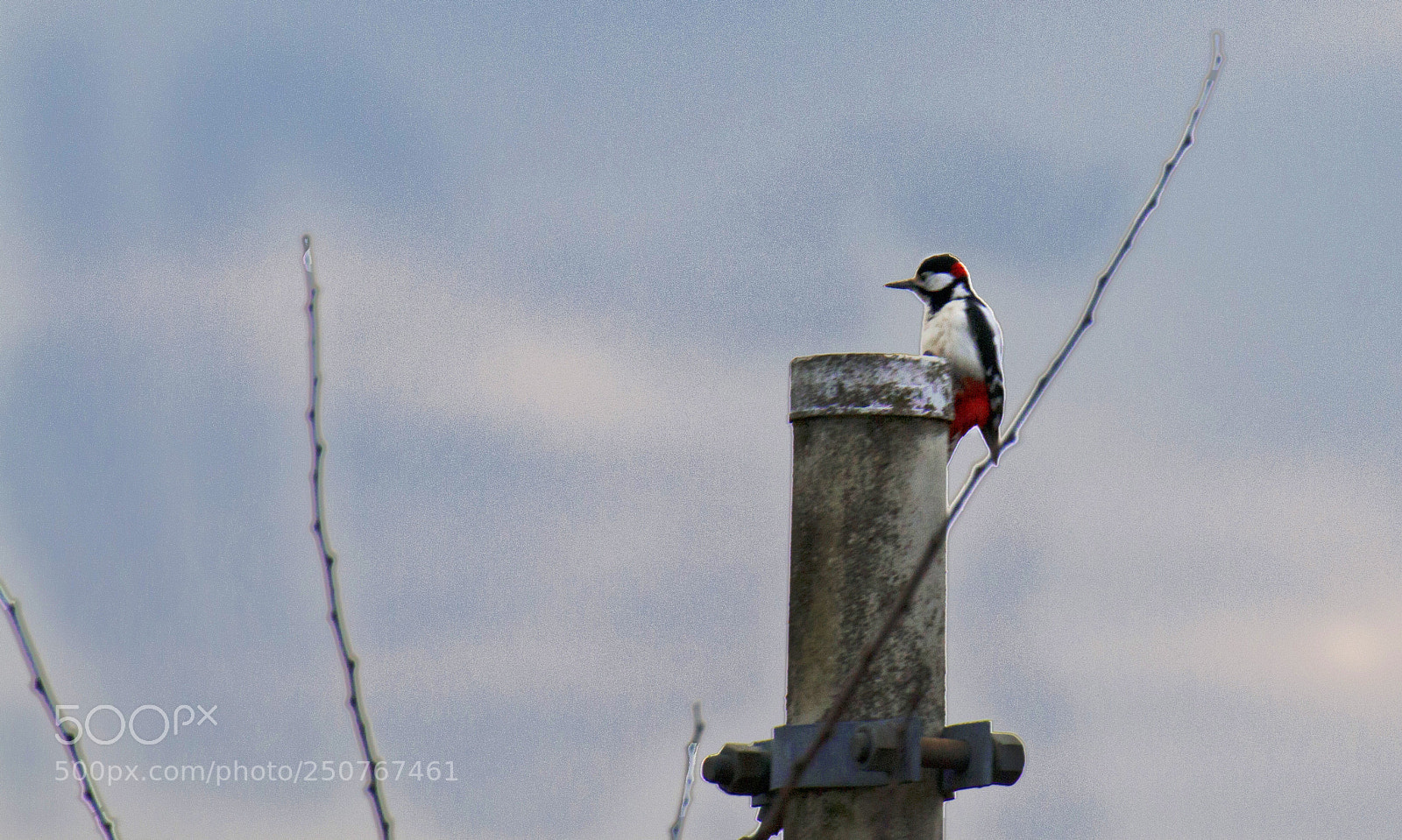 Canon EOS 70D sample photo. Great spotted woodpecker photography